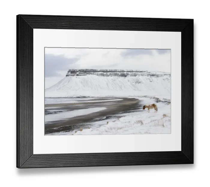 Framed Print : Horse, Icelandic Pony, adult, walking on snow at coast, Snaefellsnes, Vesturland, Iceland, March Framed Print : Horse, Icelandic Pony, adult, walking on snow at coast, Snaefellsnes, Vesturland, Iceland, March
