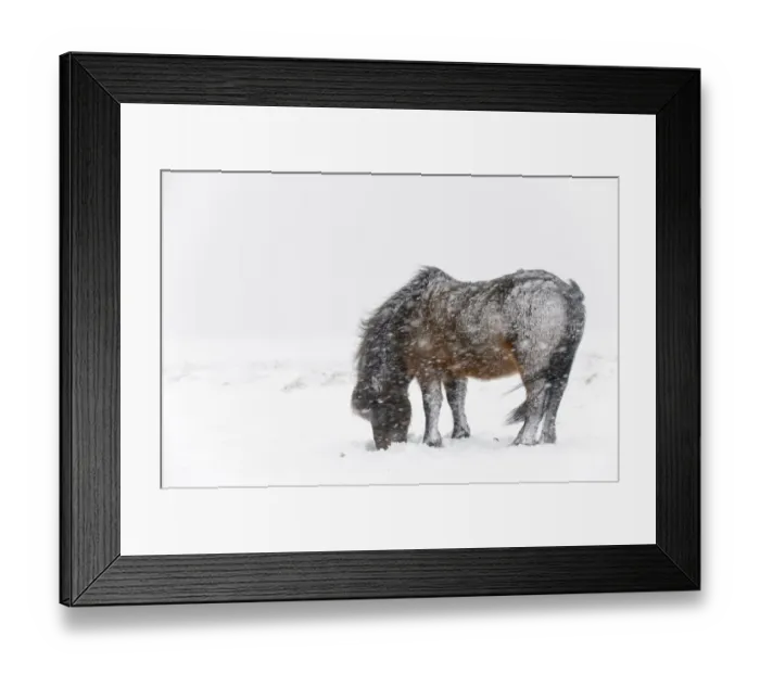 Framed Print : Horse, Icelandic Pony, adult, grazing on snow during blizzard, Snaefellsnes, Vesturland, Iceland, March Framed Print : Horse, Icelandic Pony, adult, grazing on snow during blizzard, Snaefellsnes, Vesturland, Iceland, March