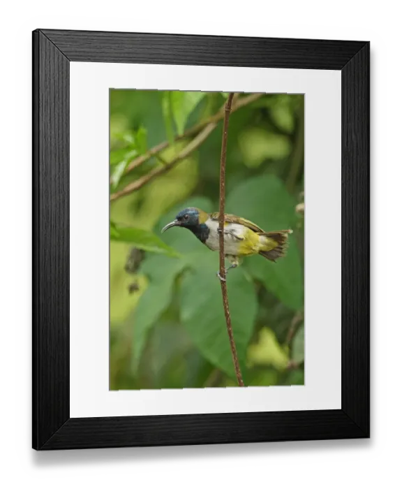 Framed Print : Reichenbachs Sunbird (Anabathmis reichenbachii) adult male, perched on stem, near Ankasa Reserve, Ghana, February Framed Print : Reichenbachs Sunbird (Anabathmis reichenbachii) adult male, perched on stem, near Ankasa Reserve, Ghana, February