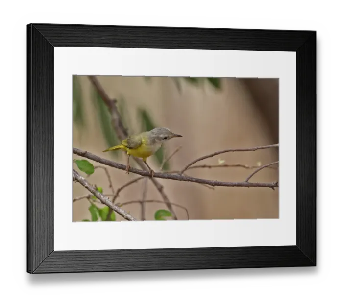 Framed Print : Senegal Eremomela (Eremomela pusilla) adult, perched on twig, Mole N. P. Ghana, February Framed Print : Senegal Eremomela (Eremomela pusilla) adult, perched on twig, Mole N. P. Ghana, February