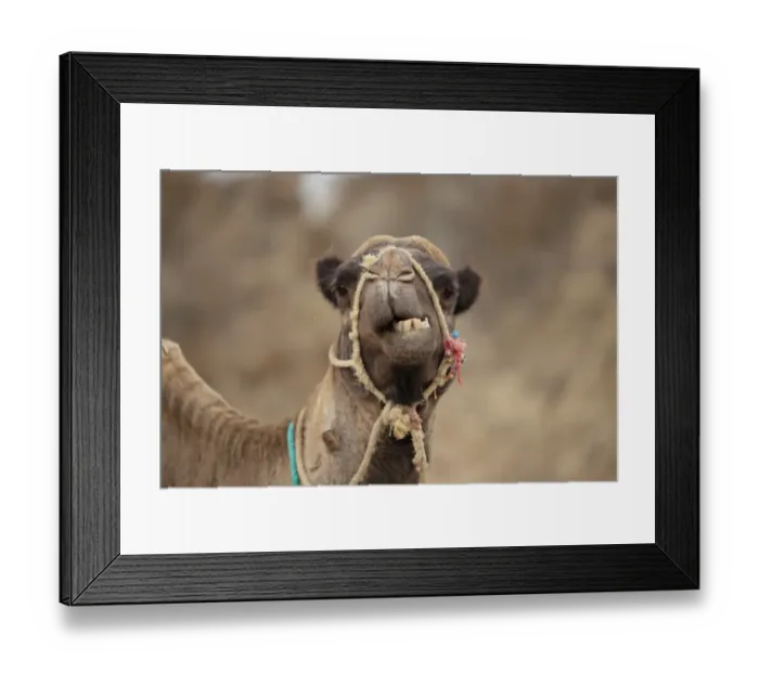 Framed Print : Dromedary Camel (Camelus dromedarius) adult, close-up of head, wearing bridle, Morocco, November Framed Print : Dromedary Camel (Camelus dromedarius) adult, close-up of head, wearing bridle, Morocco, November