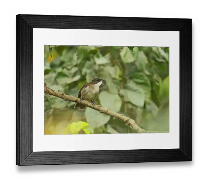 Framed Print : Simple Greenbul (Chlorocichla simplex) adult, perched on branch, Stingless-bee Road, Ghana, February