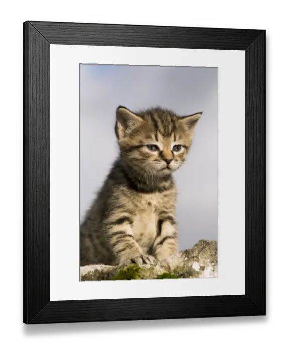 Framed Print : Domestic Cat, tabby kitten, exploring outdoors, England, November Framed Print : Domestic Cat, tabby kitten, exploring outdoors, England, November