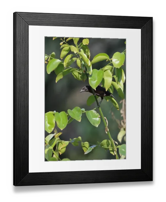 Framed Print : Yellow-mantled Weaver (Ploceus tricolor tricolor) adult, perched on stem amongst leaves, Kakum N. P. Ghana, February Framed Print : Yellow-mantled Weaver (Ploceus tricolor tricolor) adult, perched on stem amongst leaves, Kakum N. P. Ghana, February