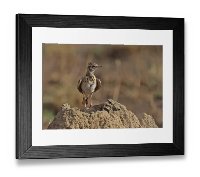 Framed Print : Sun Lark (Galerida modesta modesta) adult, standing on mound, Mole N. P. Ghana, February