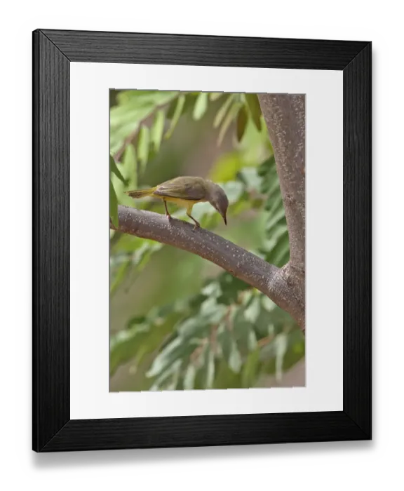 Framed Print : Senegal Eremomela (Eremomela pusilla) adult, foraging, perched on branch, Mole N. P. Ghana, February