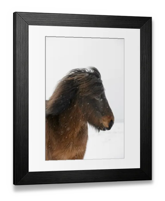 Framed Print : Horse, Icelandic Pony, adult, close-up of head, on snow during blizzard, Snaefellsnes, Vesturland, Iceland, March Framed Print : Horse, Icelandic Pony, adult, close-up of head, on snow during blizzard, Snaefellsnes, Vesturland, Iceland, March