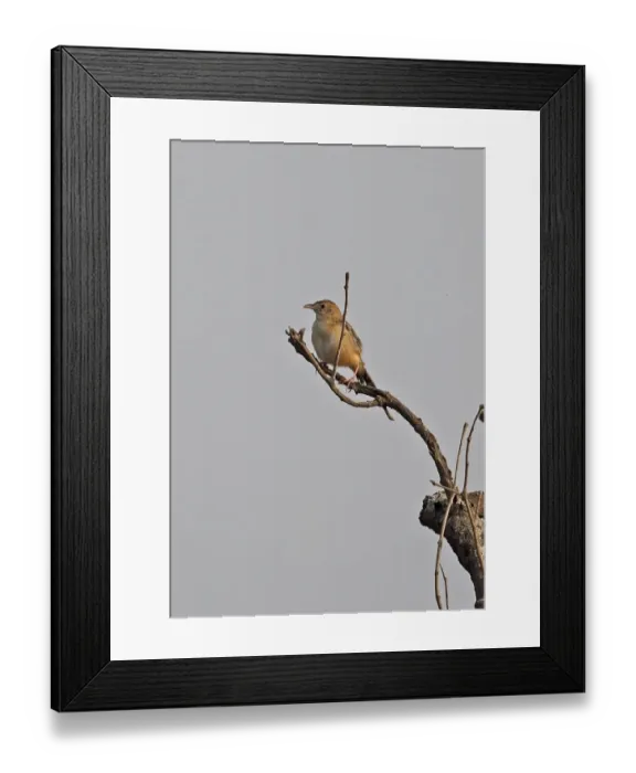 Framed Print : Short-winged Cisticola (Cisticola brachypterus brachypterus) adult, perched at top of dead tree, Shai Hills Framed Print : Short-winged Cisticola (Cisticola brachypterus brachypterus) adult, perched at top of dead tree, Shai Hills