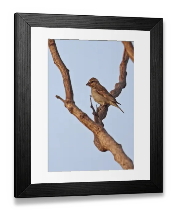 Framed Print : Bush Petronia (Petronia dentata dentata) adult female, perched on dead branch, Mole N. P. Ghana, February Framed Print : Bush Petronia (Petronia dentata dentata) adult female, perched on dead branch, Mole N. P. Ghana, February