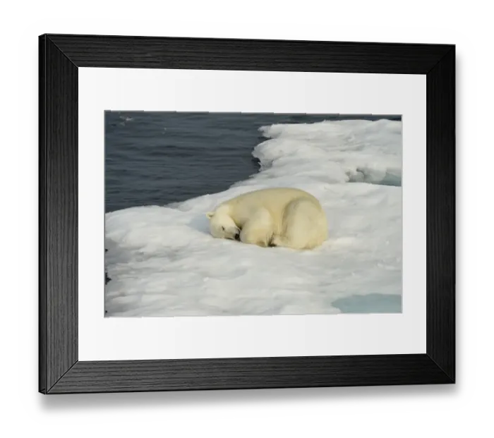Framed Print : Polar Bear (Ursus maritimus) adult, sleeping on ice floe, Baffin Island, Nunavut, Canada, August Framed Print : Polar Bear (Ursus maritimus) adult, sleeping on ice floe, Baffin Island, Nunavut, Canada, August