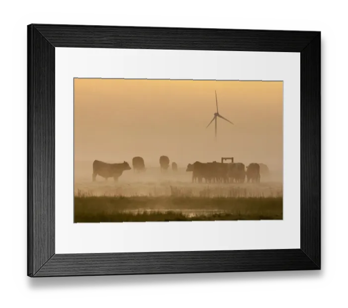 Framed Print : Domestic Cattle, cows and calves, herd standing in grazing marsh habitat at sunrise, with wind turbine in distance Framed Print : Domestic Cattle, cows and calves, herd standing in grazing marsh habitat at sunrise, with wind turbine in distance