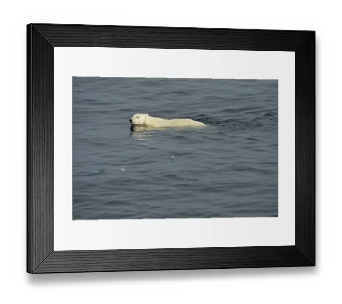 Framed Print : Polar Bear (Ursus maritimus) adult, swimming in sea, Baffin Island, Nunavut, Canada, August Framed Print : Polar Bear (Ursus maritimus) adult, swimming in sea, Baffin Island, Nunavut, Canada, August