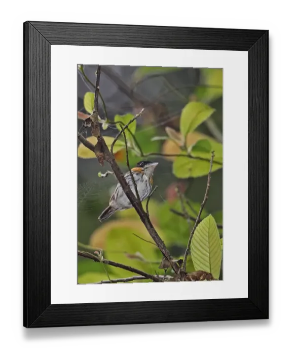 Framed Print : Rufous-sided Broadbill (Smithornis rufolateralis rufolateralis) adult male, perched on twig, Ankasa Reserve, Ghana Framed Print : Rufous-sided Broadbill (Smithornis rufolateralis rufolateralis) adult male, perched on twig, Ankasa Reserve, Ghana