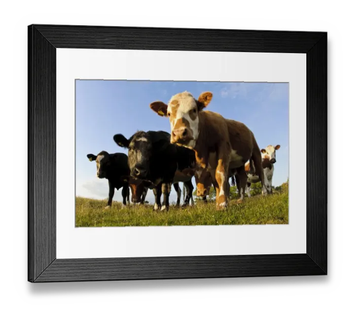 Framed Print : Domestic Cattle, beef youngstock, herd standing in pasture, The Lotts, Silverdale, Lancashire, England, May