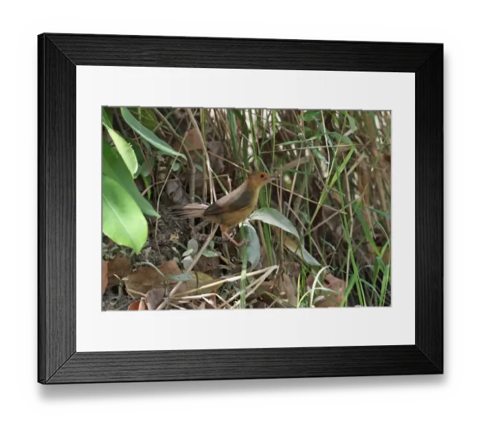 Framed Print : Red-faced Cisticola (Cisticola erythrops erythrops) adult, perched low in bush, Mole N. P. Ghana, February Framed Print : Red-faced Cisticola (Cisticola erythrops erythrops) adult, perched low in bush, Mole N. P. Ghana, February
