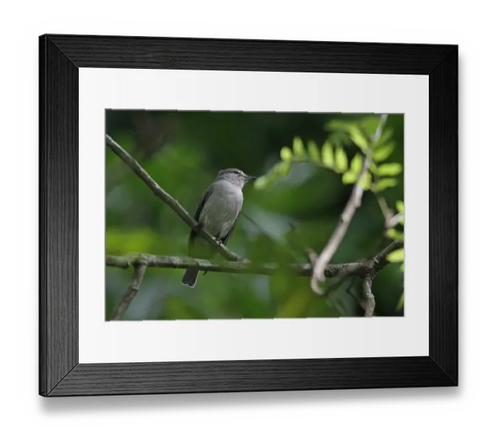 Framed Print : Ashy Flycatcher (Muscicapa caerulescens) adult, perched on twig, Opro Forest, Ghana, February Framed Print : Ashy Flycatcher (Muscicapa caerulescens) adult, perched on twig, Opro Forest, Ghana, February