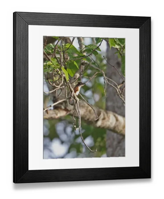 Framed Print : Black-and-white Shrike-flycatcher (Bias musicus) adult female, perched on branch, Atewa, Ghana, February Framed Print : Black-and-white Shrike-flycatcher (Bias musicus) adult female, perched on branch, Atewa, Ghana, February