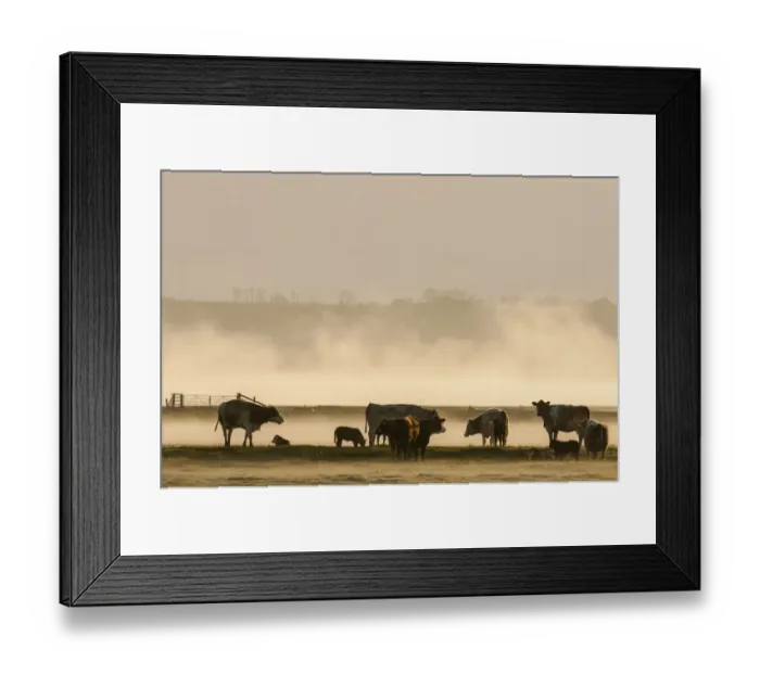 Framed Print : Domestic Cattle, cows and calves, herd standing in grazing marsh habitat at sunrise, Elmley Marshes N. N. R Framed Print : Domestic Cattle, cows and calves, herd standing in grazing marsh habitat at sunrise, Elmley Marshes N. N. R