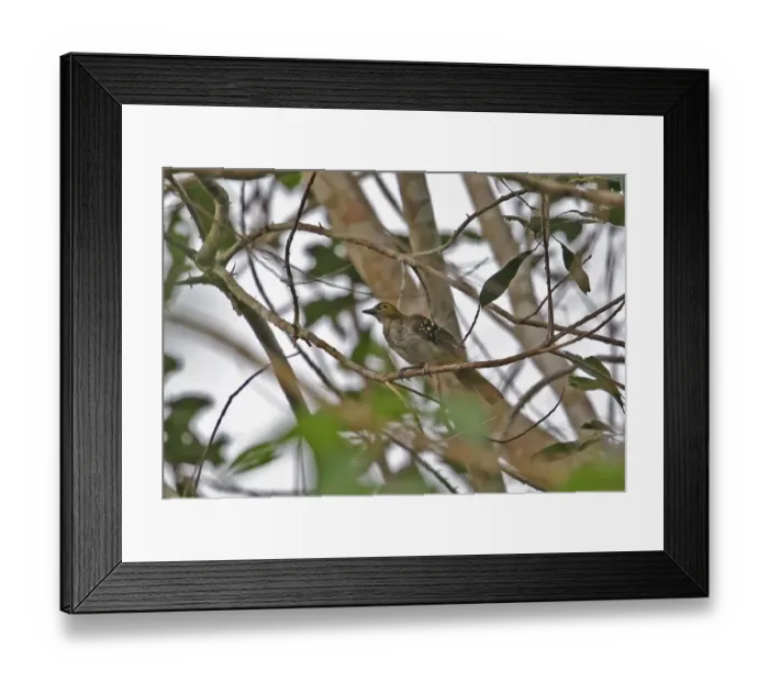 Framed Print : Western Nicator (Nicator chloris) adult, perched on twig, Abrafo Village Forest, Ghana, February Framed Print : Western Nicator (Nicator chloris) adult, perched on twig, Abrafo Village Forest, Ghana, February