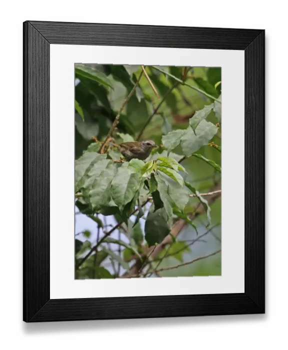 Framed Print : Little Grey Greenbul (Eurillas gracilis extremus) adult, perched on twig amongst leaves, Stingless-bee Road Framed Print : Little Grey Greenbul (Eurillas gracilis extremus) adult, perched on twig amongst leaves, Stingless-bee Road