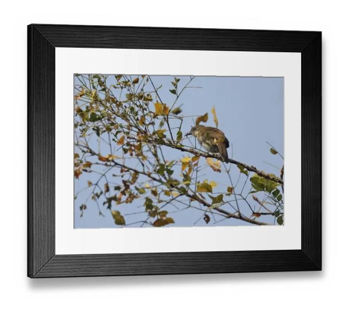 Framed Print : Slender-billed Greenbul (Stelgidillas gracilirostris gracilirostris) adult, perched on twig, Atewa, Ghana, February Framed Print : Slender-billed Greenbul (Stelgidillas gracilirostris gracilirostris) adult, perched on twig, Atewa, Ghana, February