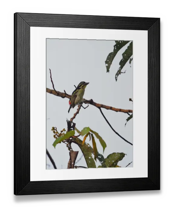Framed Print : Red-rumped Tinkerbird (Pogoniulus atroflavus) adult, perched on branch, Abrafo Village Forest, Ghana, February Framed Print : Red-rumped Tinkerbird (Pogoniulus atroflavus) adult, perched on branch, Abrafo Village Forest, Ghana, February