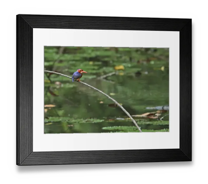 Framed Print : White-bellied Kingfisher (Alcedo leucogaster bowdleri) adult, perched on branch over forest pond, Ankasa Reserve Framed Print : White-bellied Kingfisher (Alcedo leucogaster bowdleri) adult, perched on branch over forest pond, Ankasa Reserve