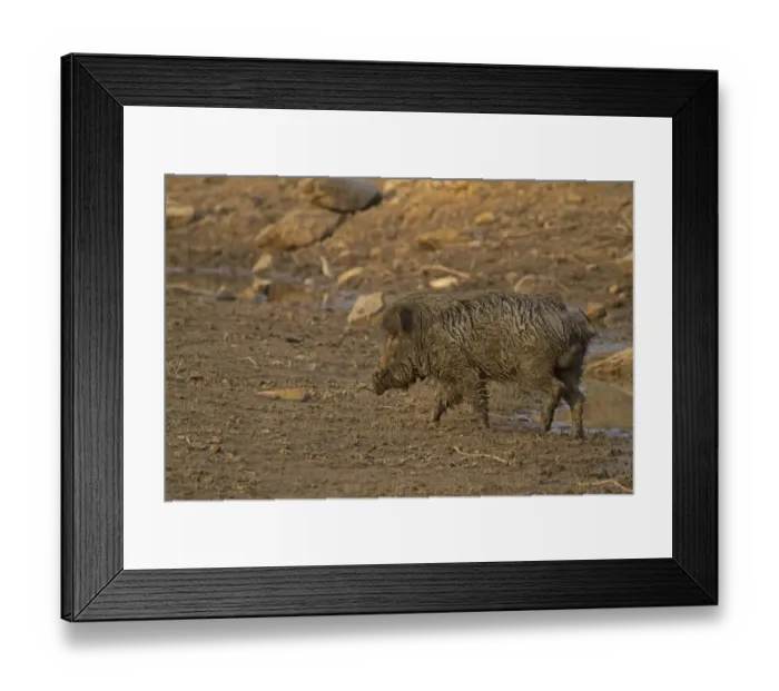 Framed Print : Indian Wild Boar (Sus scrofa cristatus) adult male, muddy after wallowing in mud bath, Keoladeo Ghana N. P Framed Print : Indian Wild Boar (Sus scrofa cristatus) adult male, muddy after wallowing in mud bath, Keoladeo Ghana N. P