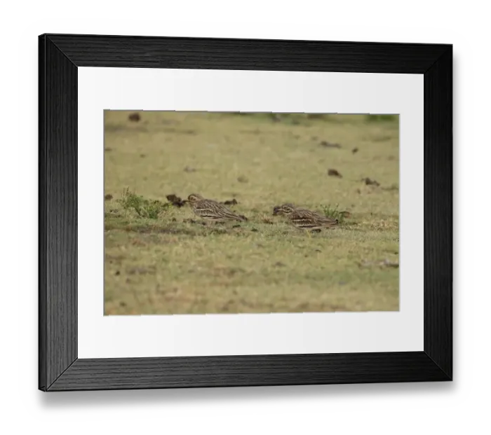 Framed Print : Indian Stone-curlew (Burhinus indicus) adult pair, sitting on grass, Sri Lanka, February Framed Print : Indian Stone-curlew (Burhinus indicus) adult pair, sitting on grass, Sri Lanka, February