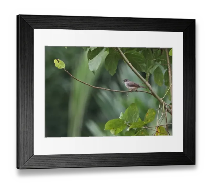 Framed Print : Whistling Cisticola (Cisticola lateralis lateralis) adult, singing, perched on twig, Abrafo Forest Road, Ghana Framed Print : Whistling Cisticola (Cisticola lateralis lateralis) adult, singing, perched on twig, Abrafo Forest Road, Ghana