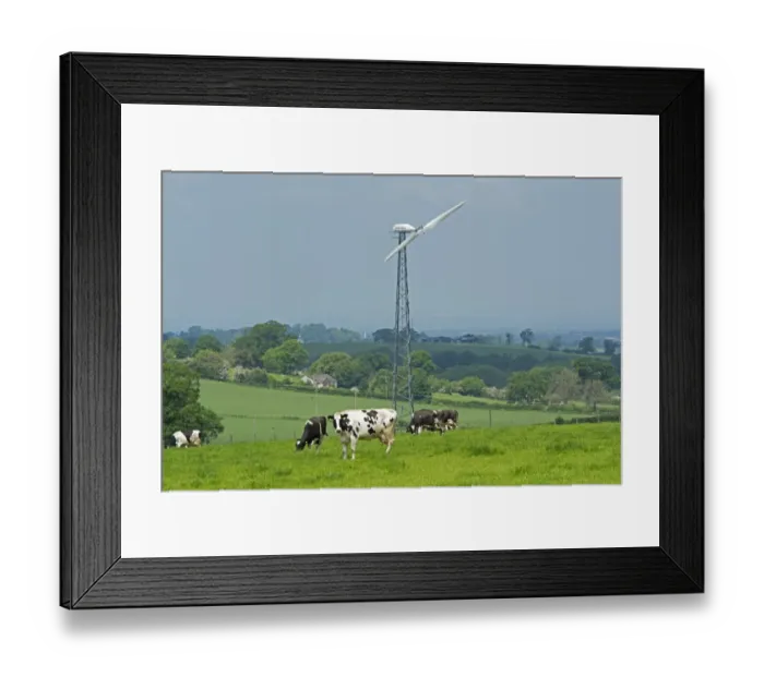 Framed Print : Domestic Cattle, Holstein, dairy cows, herd grazing in pasture, with wind turbine in background, Cumbria, England, May Framed Print : Domestic Cattle, Holstein, dairy cows, herd grazing in pasture, with wind turbine in background, Cumbria, England, May