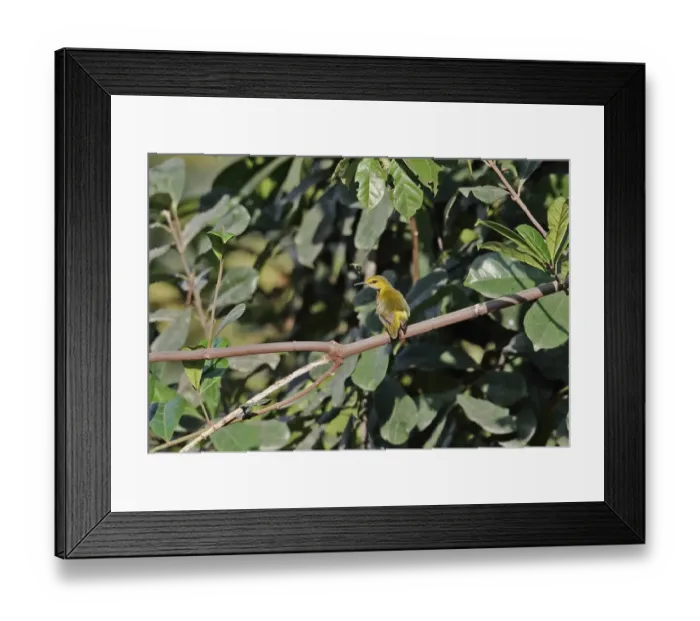 Framed Print : Yellow-browed Camaroptera (Camaroptera superciliaris) adult, perched on twig, Kakum N. P. Ghana, February