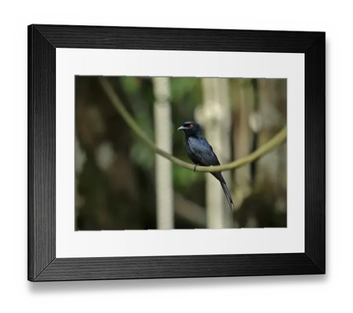 Framed Print : Velvet-mantled Drongo (Dicrurus modestus atactus) adult, perched on cable, Kakum N. P. Ghana, February Framed Print : Velvet-mantled Drongo (Dicrurus modestus atactus) adult, perched on cable, Kakum N. P. Ghana, February