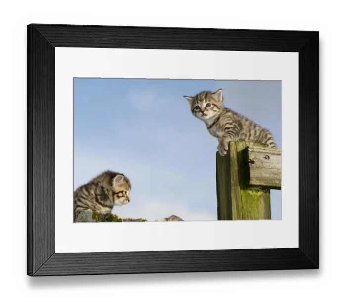 Framed Print : Domestic Cat, two tabby kittens, exploring outdoors, England, November Framed Print : Domestic Cat, two tabby kittens, exploring outdoors, England, November