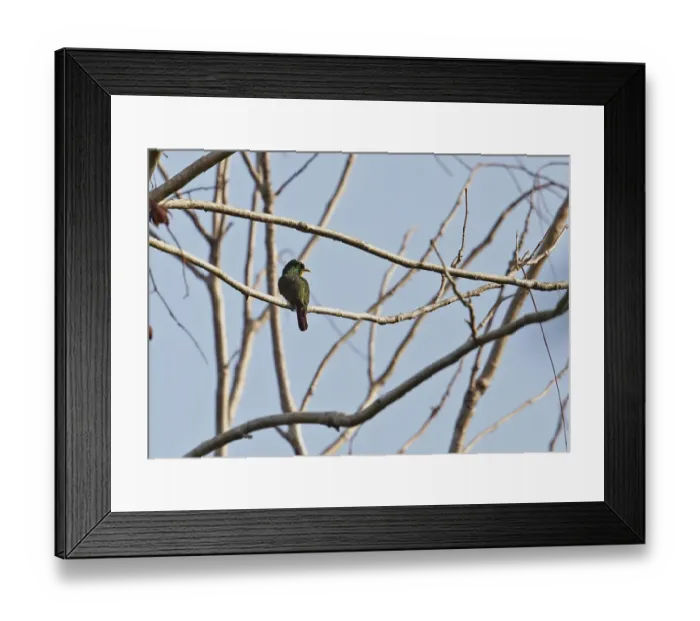 Framed Print : Yellow-throated Cuckoo (Chrysococcyx flavigularis) adult male, perched on branch, Atewa, Ghana, February Framed Print : Yellow-throated Cuckoo (Chrysococcyx flavigularis) adult male, perched on branch, Atewa, Ghana, February
