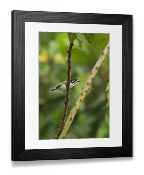 Framed Print : Yellow-rumped Tinkerbird (Pogoniulus bilineatus leucolaimus) adult, perched on branch, Stingless-bee Road, Ghana Framed Print : Yellow-rumped Tinkerbird (Pogoniulus bilineatus leucolaimus) adult, perched on branch, Stingless-bee Road, Ghana