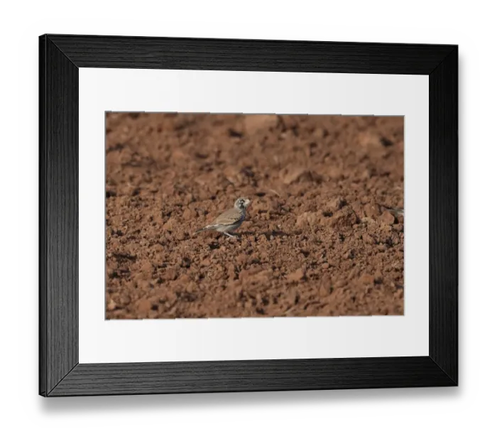 Framed Print : Thick-billed Lark (Rhamphocoris clotbey) adult male, standing on dry soil, Morocco, November Framed Print : Thick-billed Lark (Rhamphocoris clotbey) adult male, standing on dry soil, Morocco, November