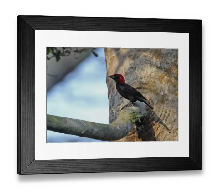 Framed Print : Red-headed Malimbe (Malimbus rubricollis) adult male, perched on branch, Kakum N. P. Ghana, February Framed Print : Red-headed Malimbe (Malimbus rubricollis) adult male, perched on branch, Kakum N. P. Ghana, February