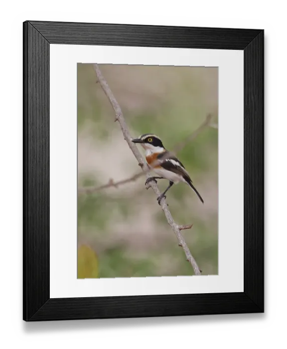 Framed Print : Senegal Batis (Batis senegalensis) adult female, perched on twig, Mole N. P. Ghana, February Framed Print : Senegal Batis (Batis senegalensis) adult female, perched on twig, Mole N. P. Ghana, February
