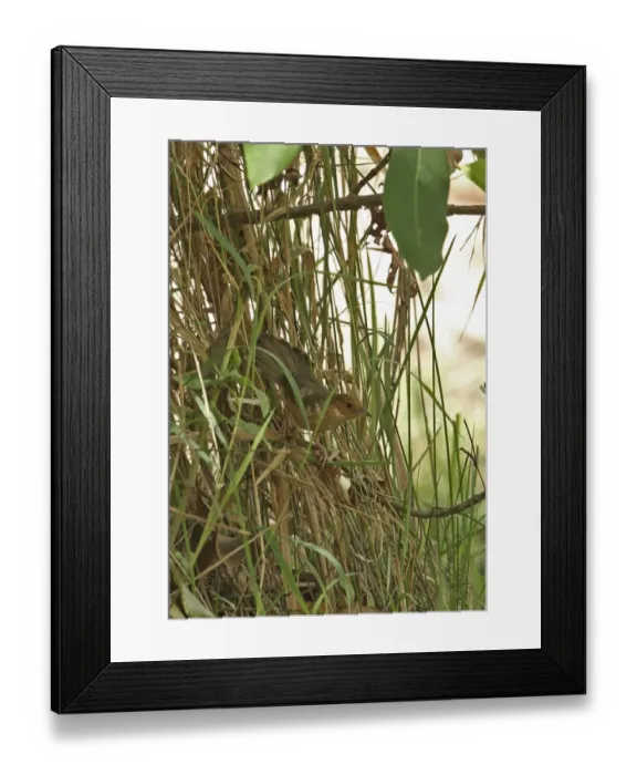 Framed Print : Red-faced Cisticola (Cisticola erythrops erythrops) adult, perched low in bush, Mole N. P. Ghana, February Framed Print : Red-faced Cisticola (Cisticola erythrops erythrops) adult, perched low in bush, Mole N. P. Ghana, February