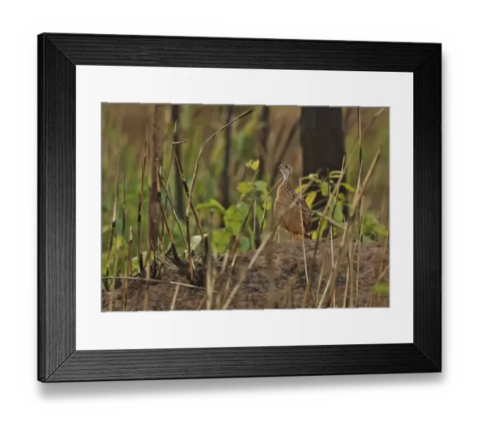 Framed Print : White-throated Francolin (Peliperdix albogularis buckleyi) adult, standing on mound amongst burnt vegetation, Mole N. P Framed Print : White-throated Francolin (Peliperdix albogularis buckleyi) adult, standing on mound amongst burnt vegetation, Mole N. P