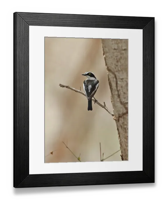 Framed Print : Senegal Batis (Batis senegalensis) adult male, perched on twig, Mole N. P. Ghana, February Framed Print : Senegal Batis (Batis senegalensis) adult male, perched on twig, Mole N. P. Ghana, February