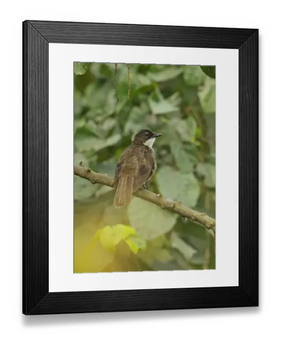 Framed Print : Simple Greenbul (Chlorocichla simplex) adult, perched on branch, Stingless-bee Road, Ghana, February Framed Print : Simple Greenbul (Chlorocichla simplex) adult, perched on branch, Stingless-bee Road, Ghana, February