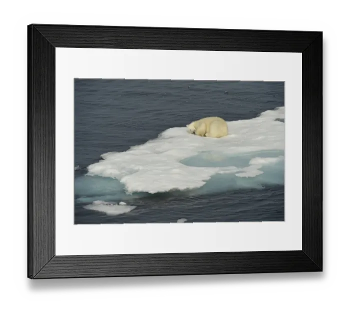 Framed Print : Polar Bear (Ursus maritimus) adult, sleeping on ice floe, Baffin Island, Nunavut, Canada, August Framed Print : Polar Bear (Ursus maritimus) adult, sleeping on ice floe, Baffin Island, Nunavut, Canada, August