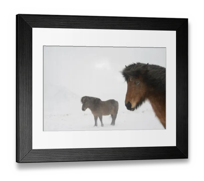 Framed Print : Horse, Icelandic Pony, two adults, standing on snow during blizzard, Snaefellsnes, Vesturland, Iceland, March Framed Print : Horse, Icelandic Pony, two adults, standing on snow during blizzard, Snaefellsnes, Vesturland, Iceland, March