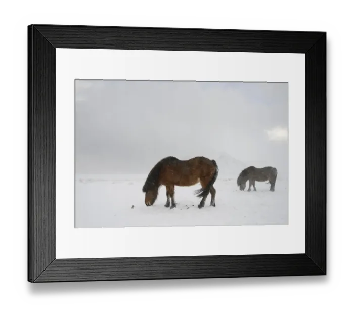 Framed Print : Horse, Icelandic Pony, two adults, grazing on snow during blizzard, Snaefellsnes, Vesturland, Iceland, March Framed Print : Horse, Icelandic Pony, two adults, grazing on snow during blizzard, Snaefellsnes, Vesturland, Iceland, March