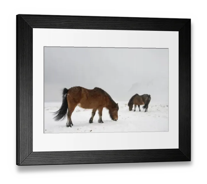 Framed Print : Horse, Icelandic Pony, two adults, grazing on snow during blizzard, Snaefellsnes, Vesturland, Iceland, March Framed Print : Horse, Icelandic Pony, two adults, grazing on snow during blizzard, Snaefellsnes, Vesturland, Iceland, March