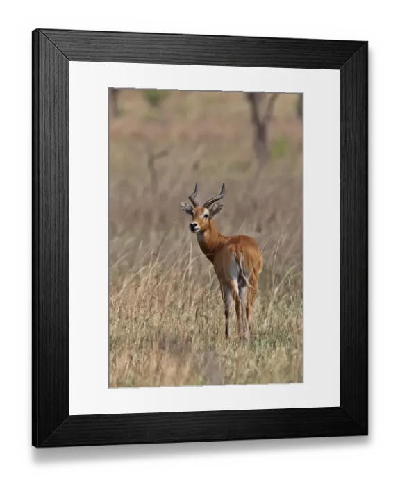 Framed Print : Buffons Kob (Kobus kob kob) adult male, standing in dry grassland, Shai Hills, Greater Accra Region, Ghana, February Framed Print : Buffons Kob (Kobus kob kob) adult male, standing in dry grassland, Shai Hills, Greater Accra Region, Ghana, February