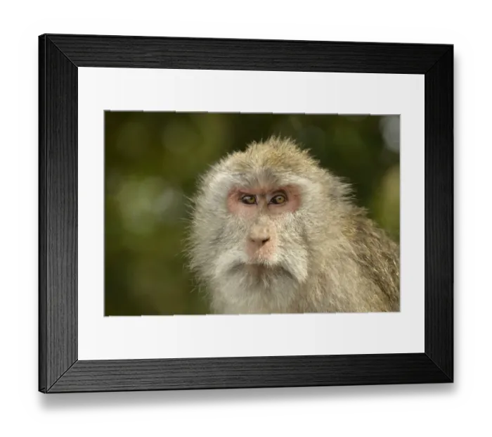 Framed Print : Crab-eating Macaque (Macaca fascicularis) adult, close-up of head, Bali, Lesser Sunda Islands, Indonesia, October Framed Print : Crab-eating Macaque (Macaca fascicularis) adult, close-up of head, Bali, Lesser Sunda Islands, Indonesia, October