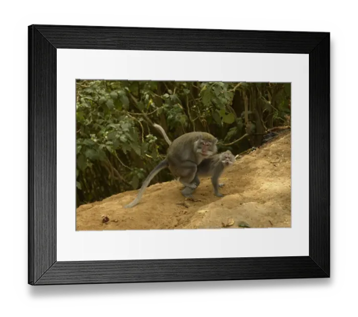 Framed Print : Crab-eating Macaque (Macaca fascicularis) adult pair, mating, Bali, Lesser Sunda Islands, Indonesia, October Framed Print : Crab-eating Macaque (Macaca fascicularis) adult pair, mating, Bali, Lesser Sunda Islands, Indonesia, October